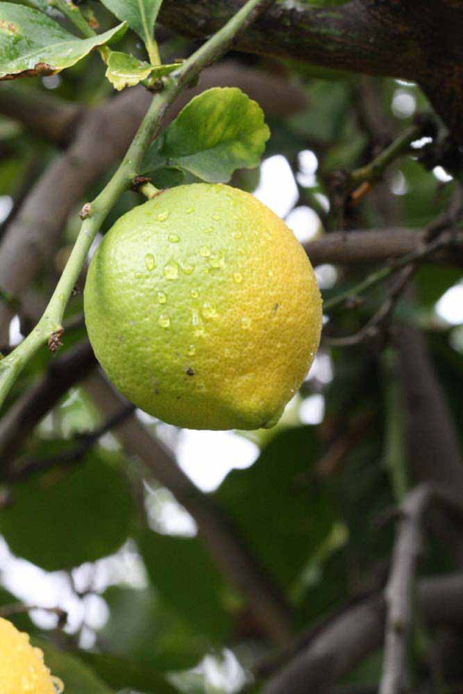            Fruit (Corona Foothill, Riverside, CA)   